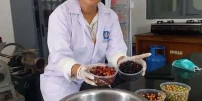 Peneliti Pertanian Unwar Kembangkan Minuman Aloe-Buni, Bermanfaat Tingkatkan Imun Peneliti Pertanian Unwar Kembangkan Minuman Aloe-Buni, Bermanfaat Tingkatkan Imun